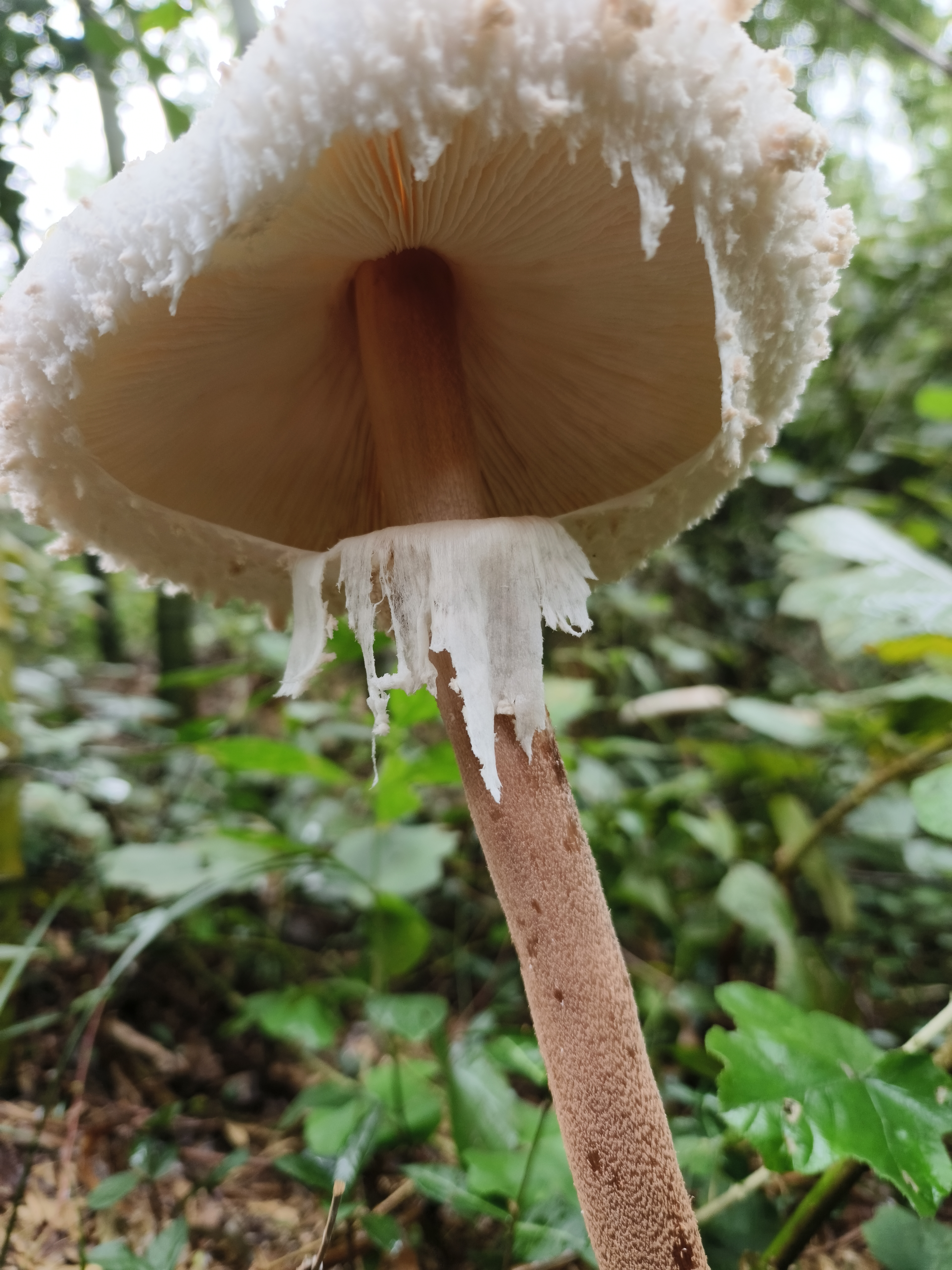 脱皮大环柄菇