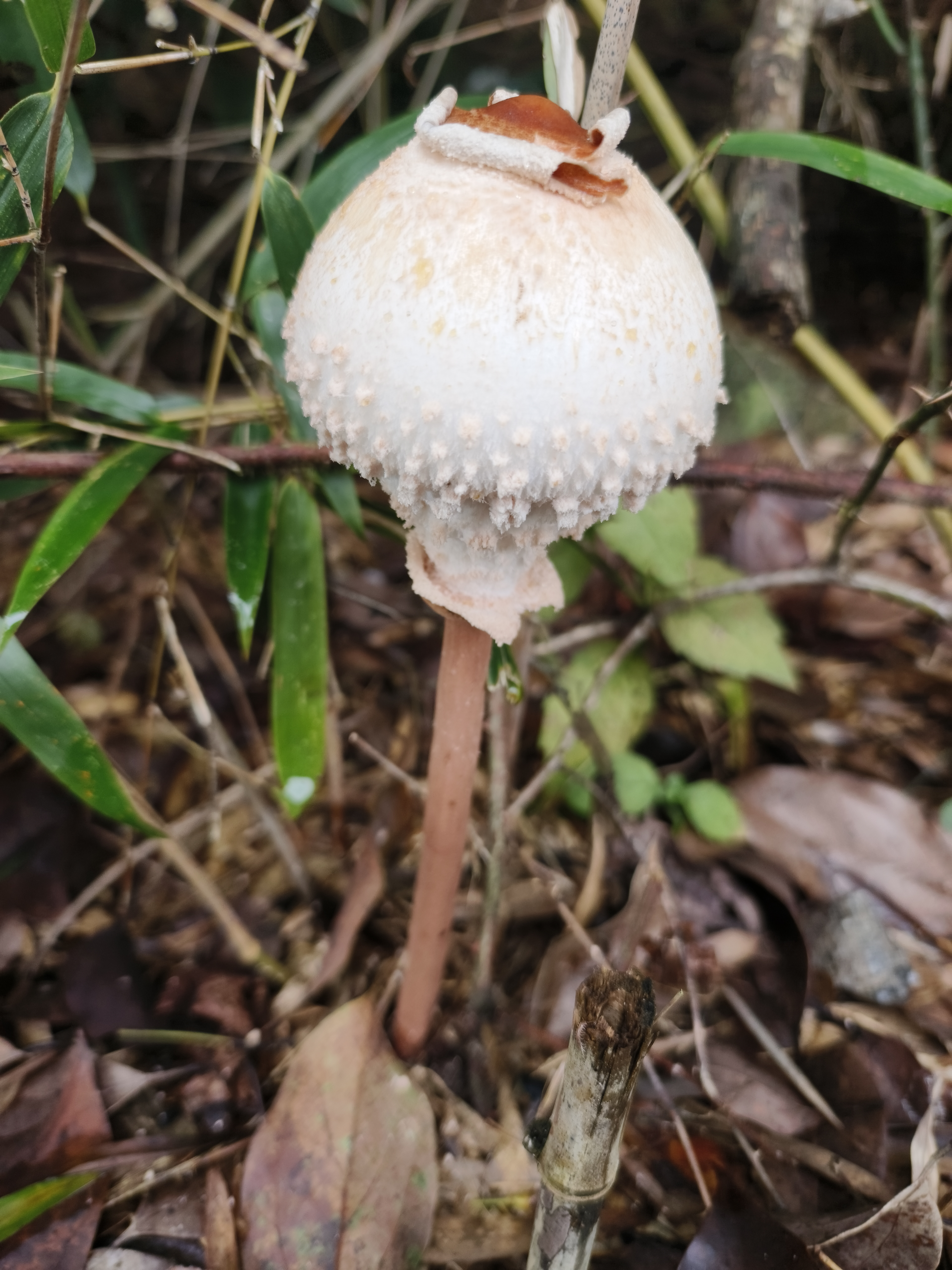 脱皮大环柄菇