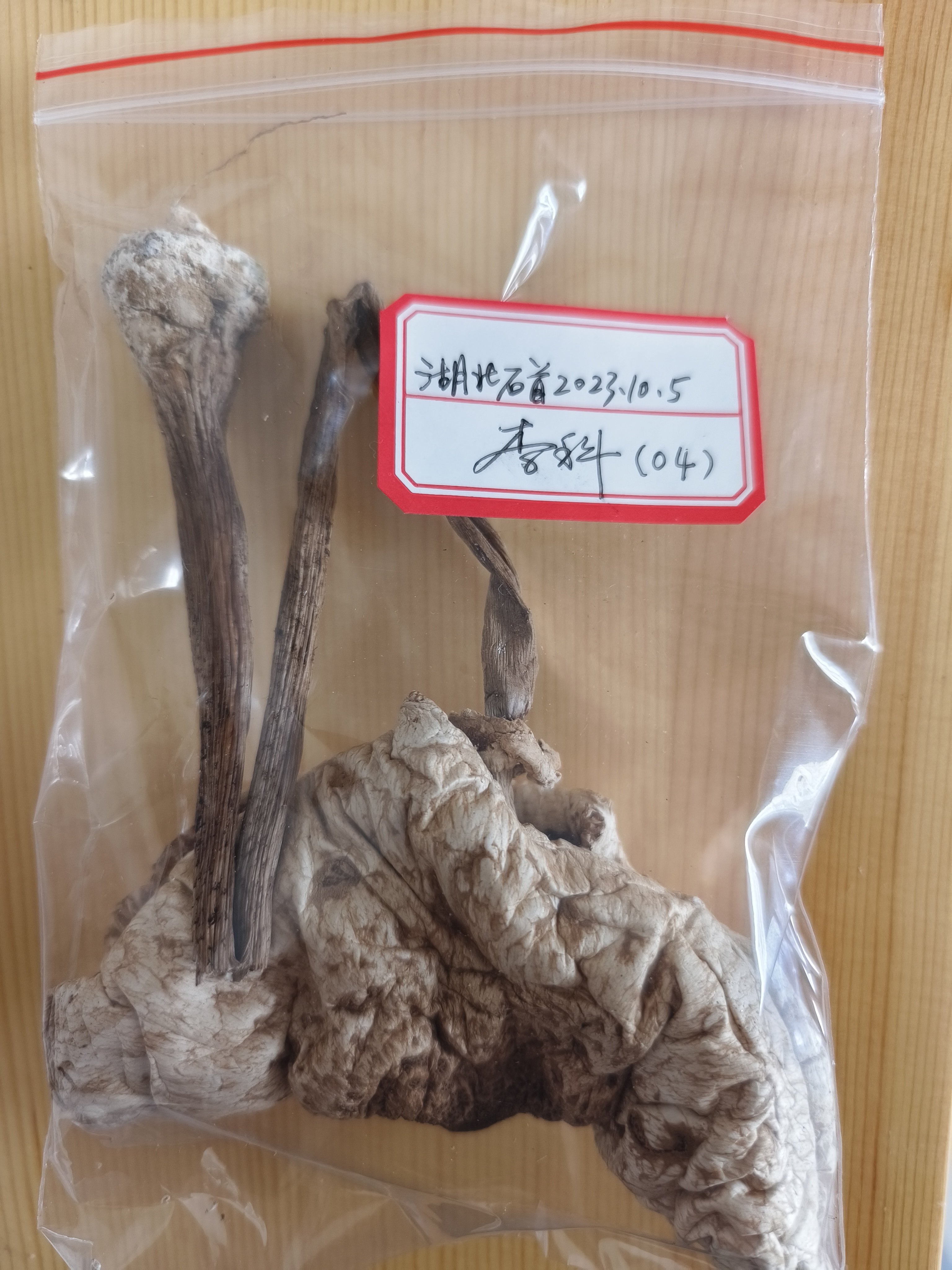 脱皮大环柄菇近似种