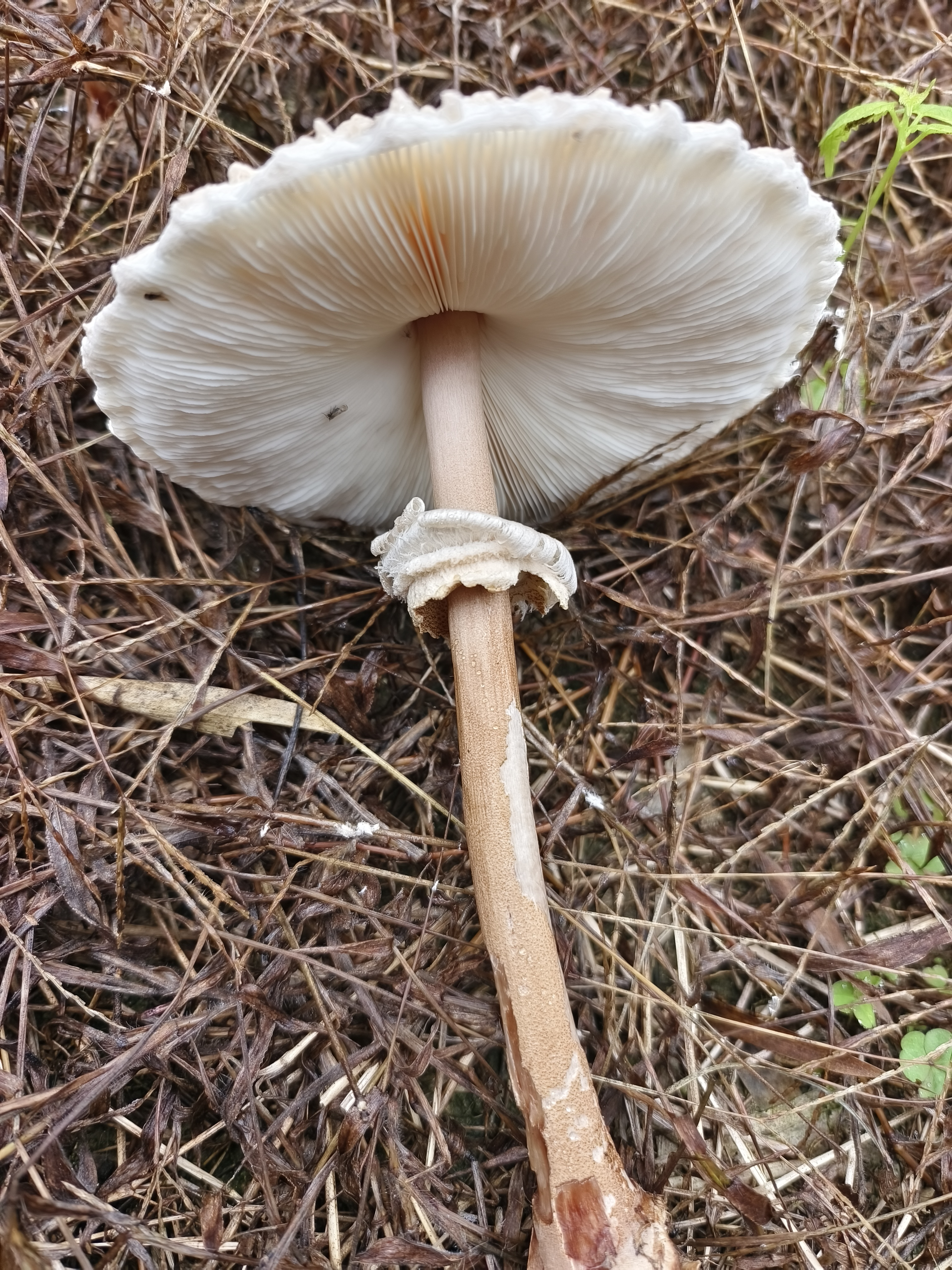 脱皮大环柄菇