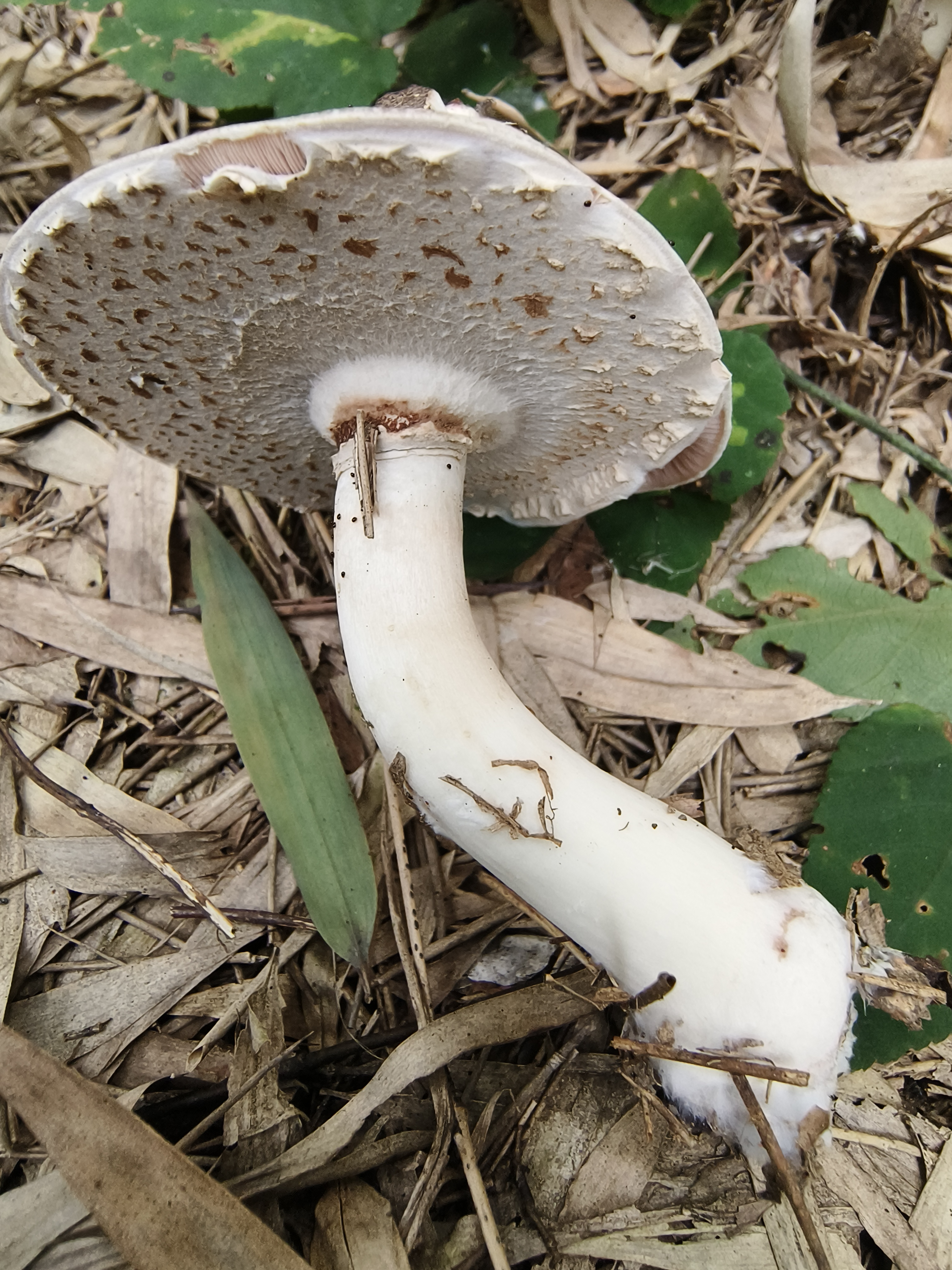 大理蘑菇