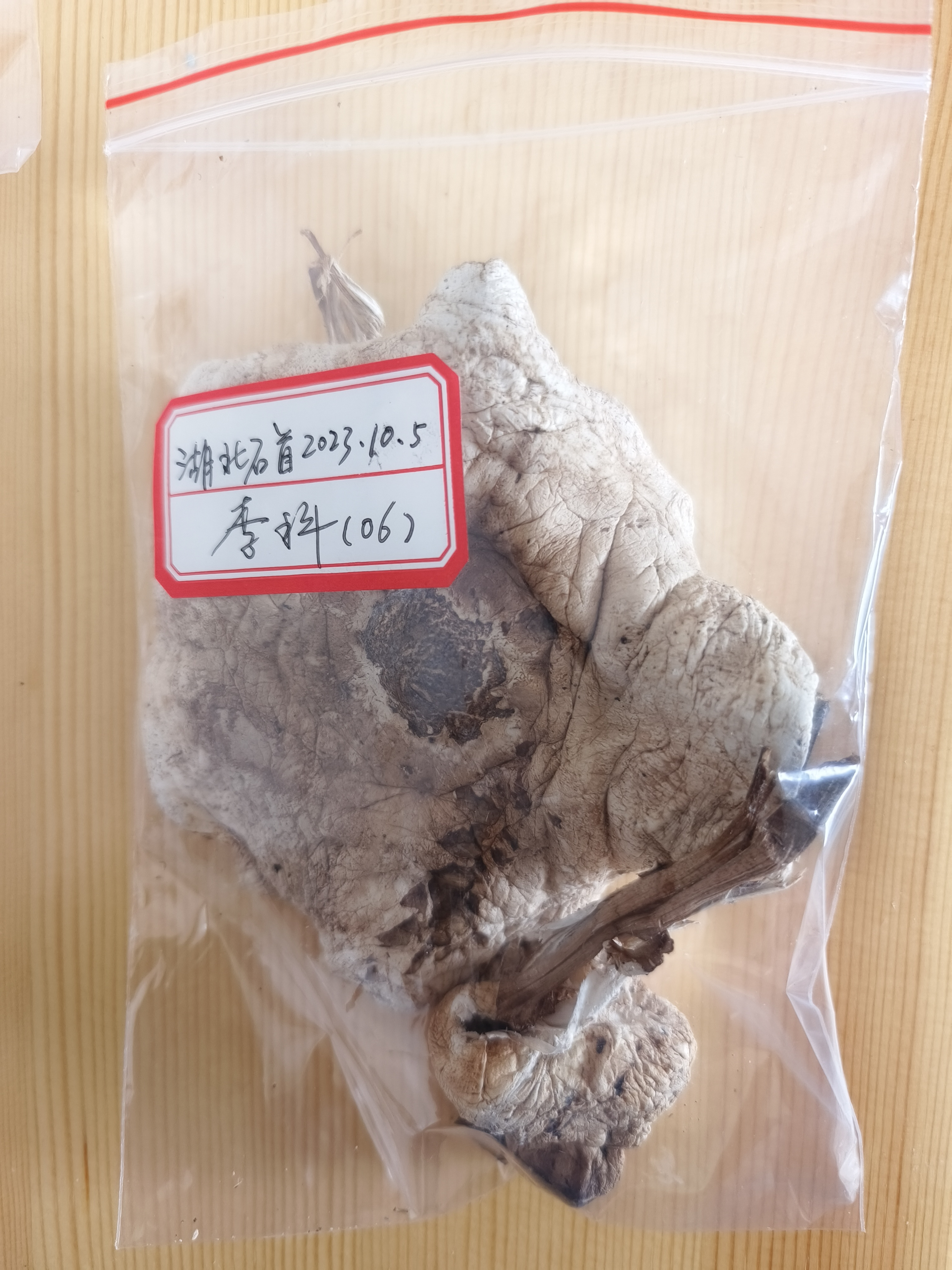 脱皮大环柄菇