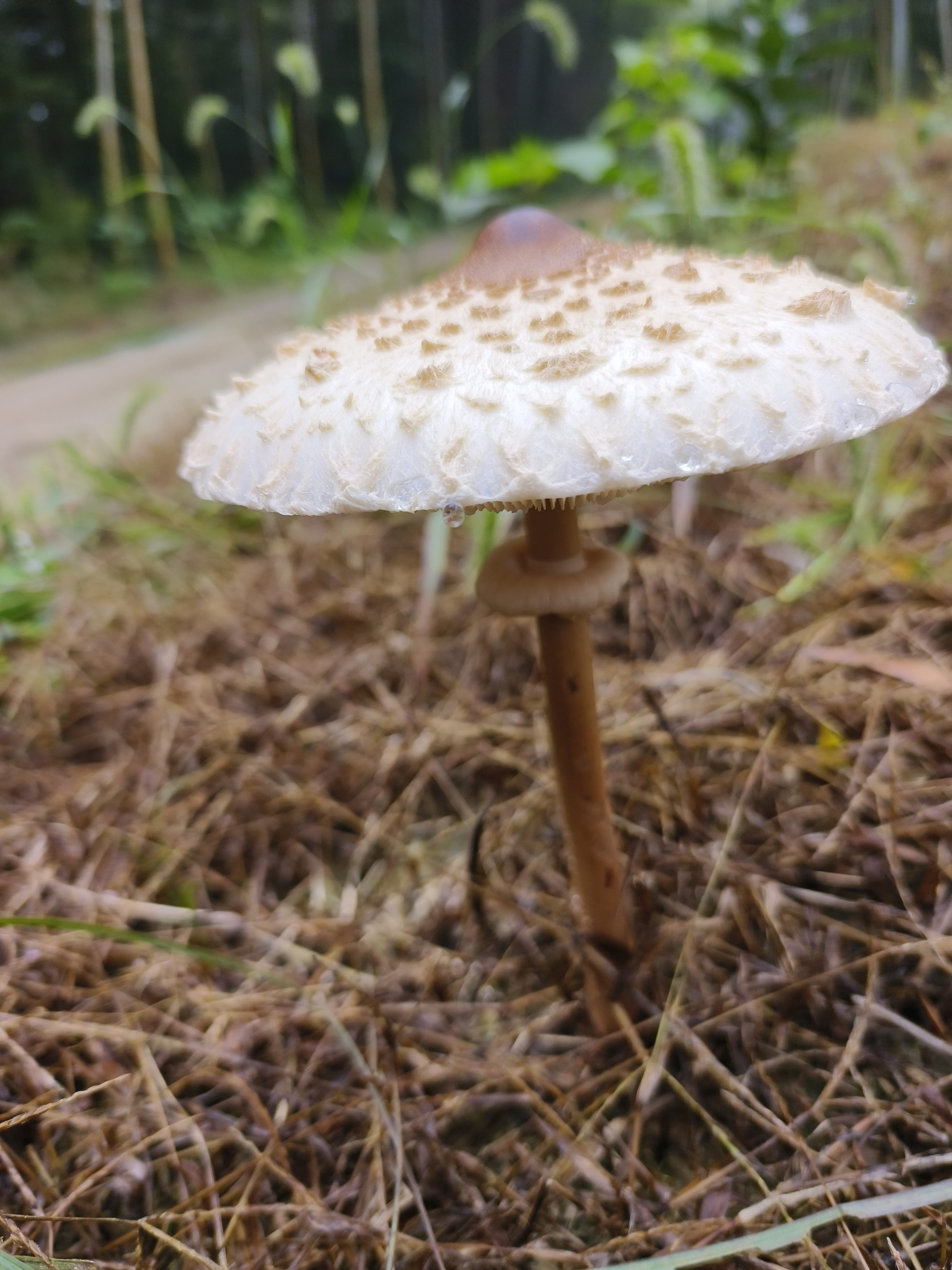 脱皮大环柄菇
