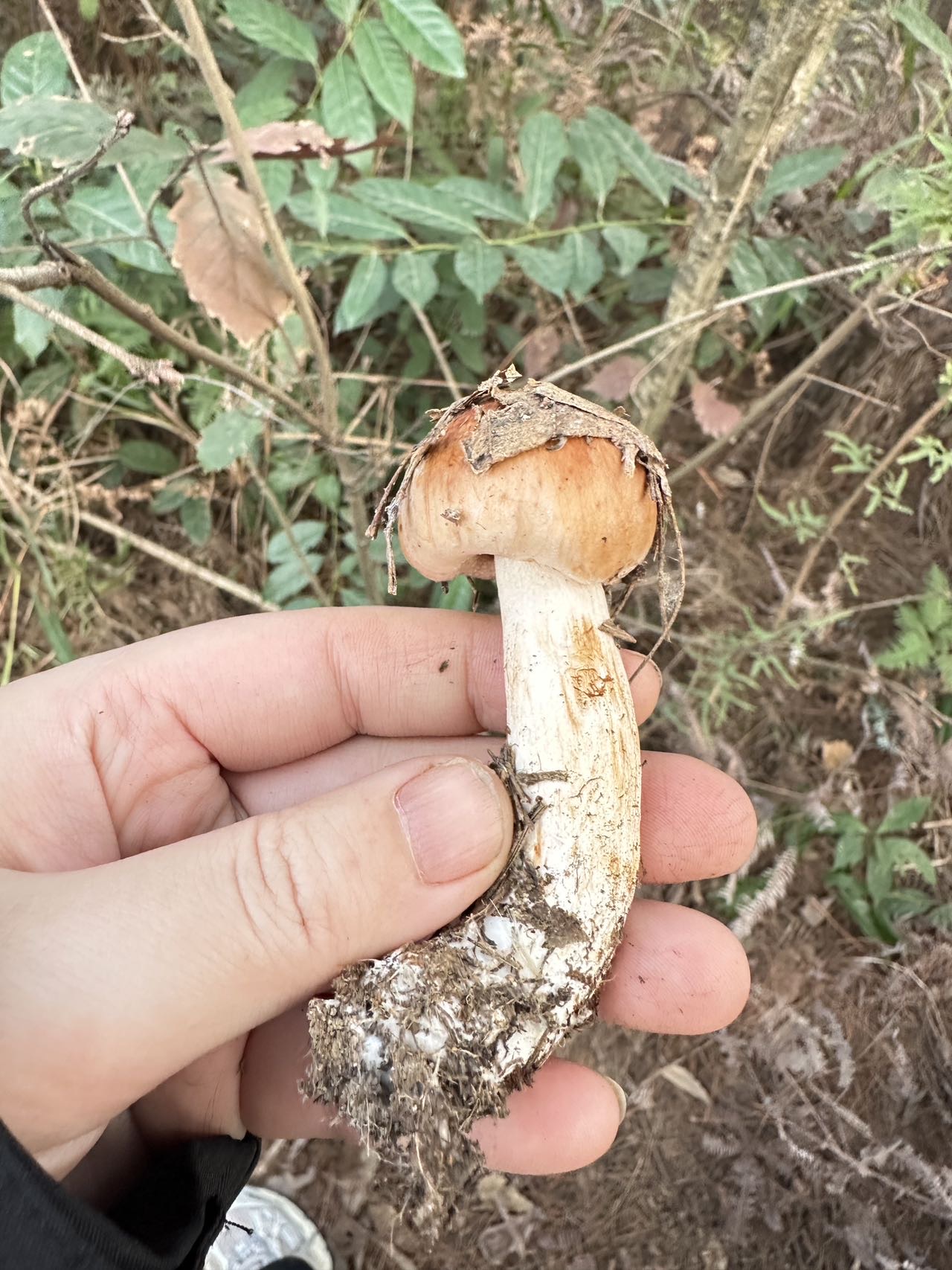 标本照片