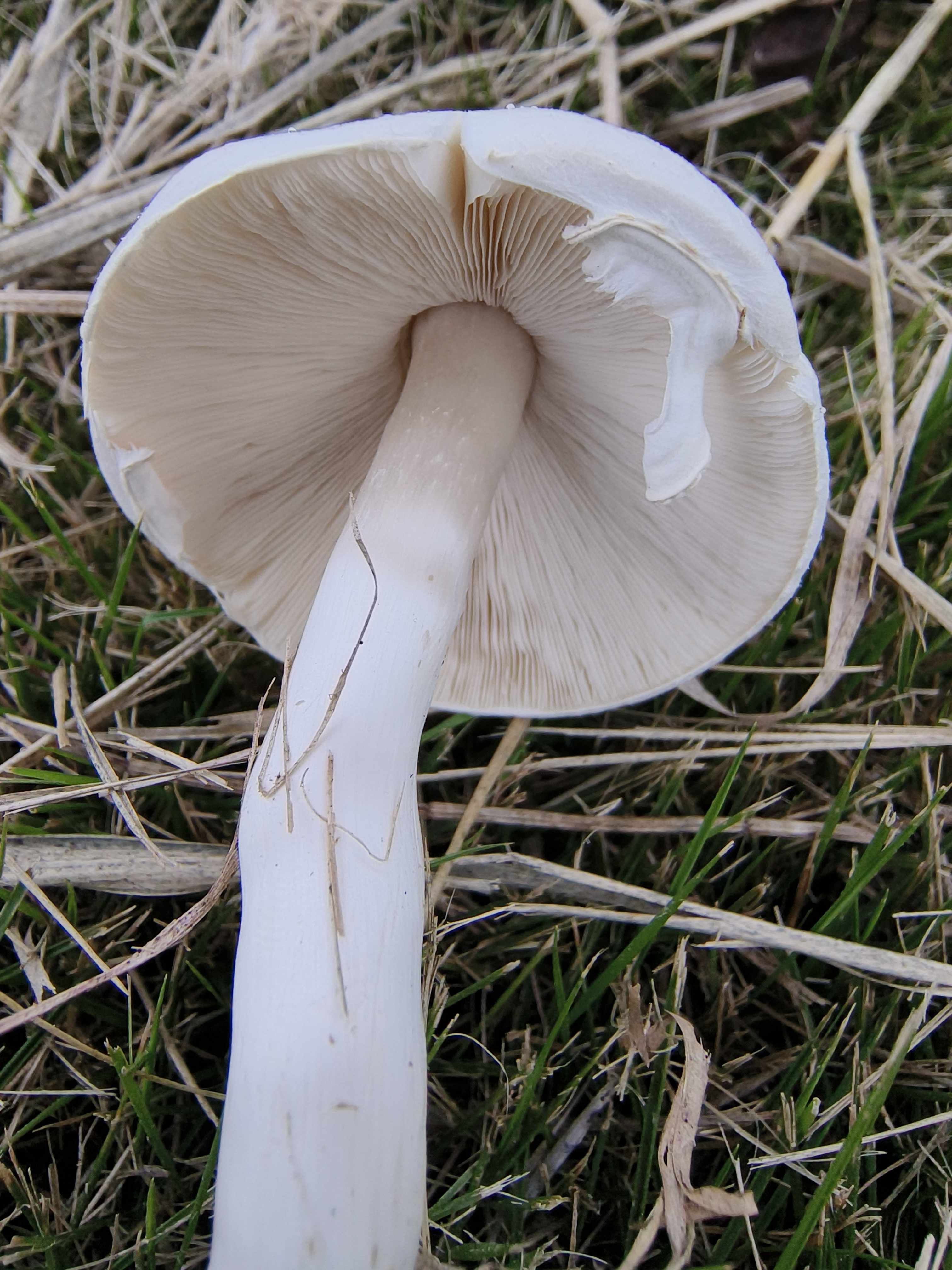粉褶白环蘑