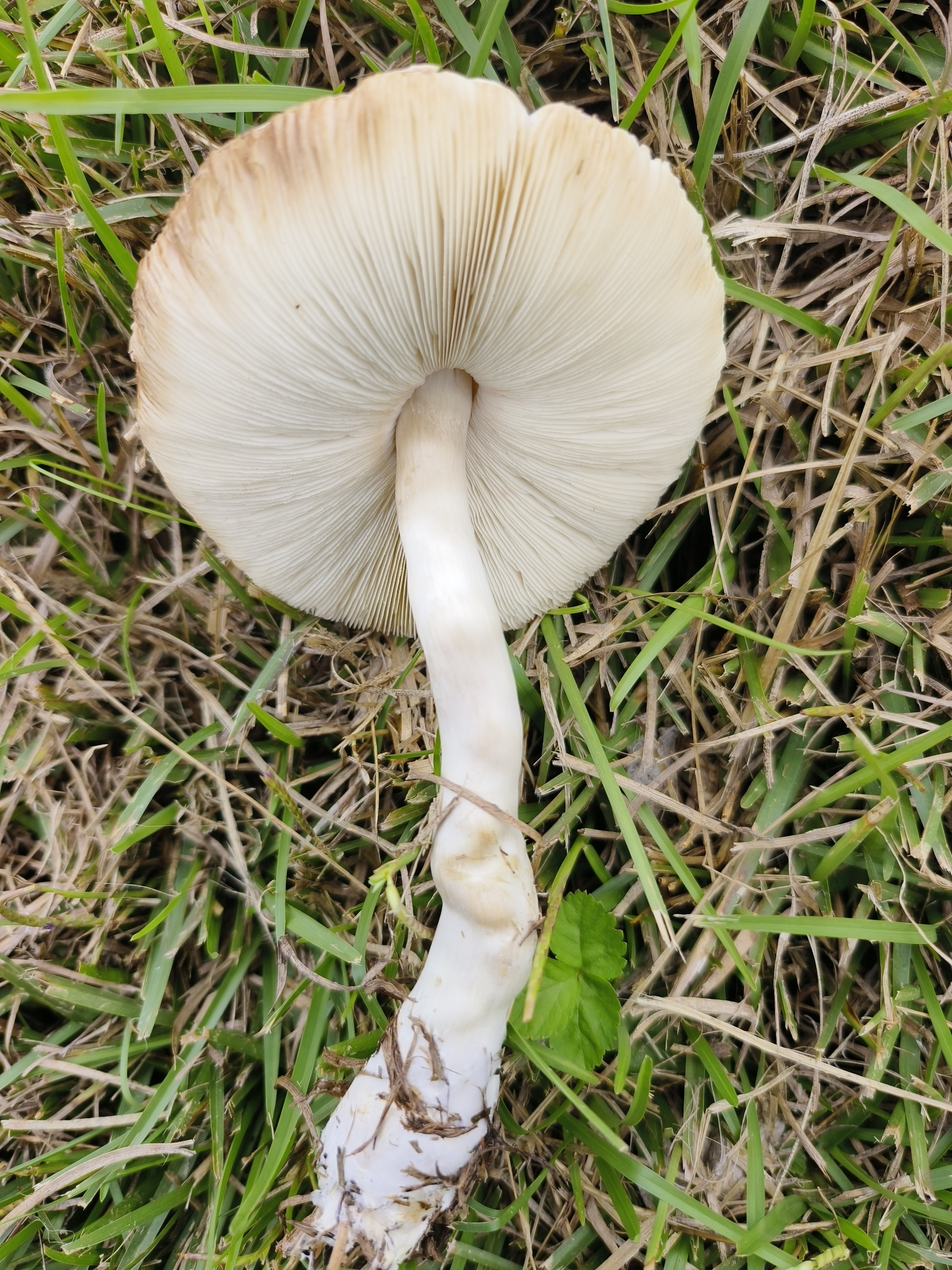 粉褶白环蘑