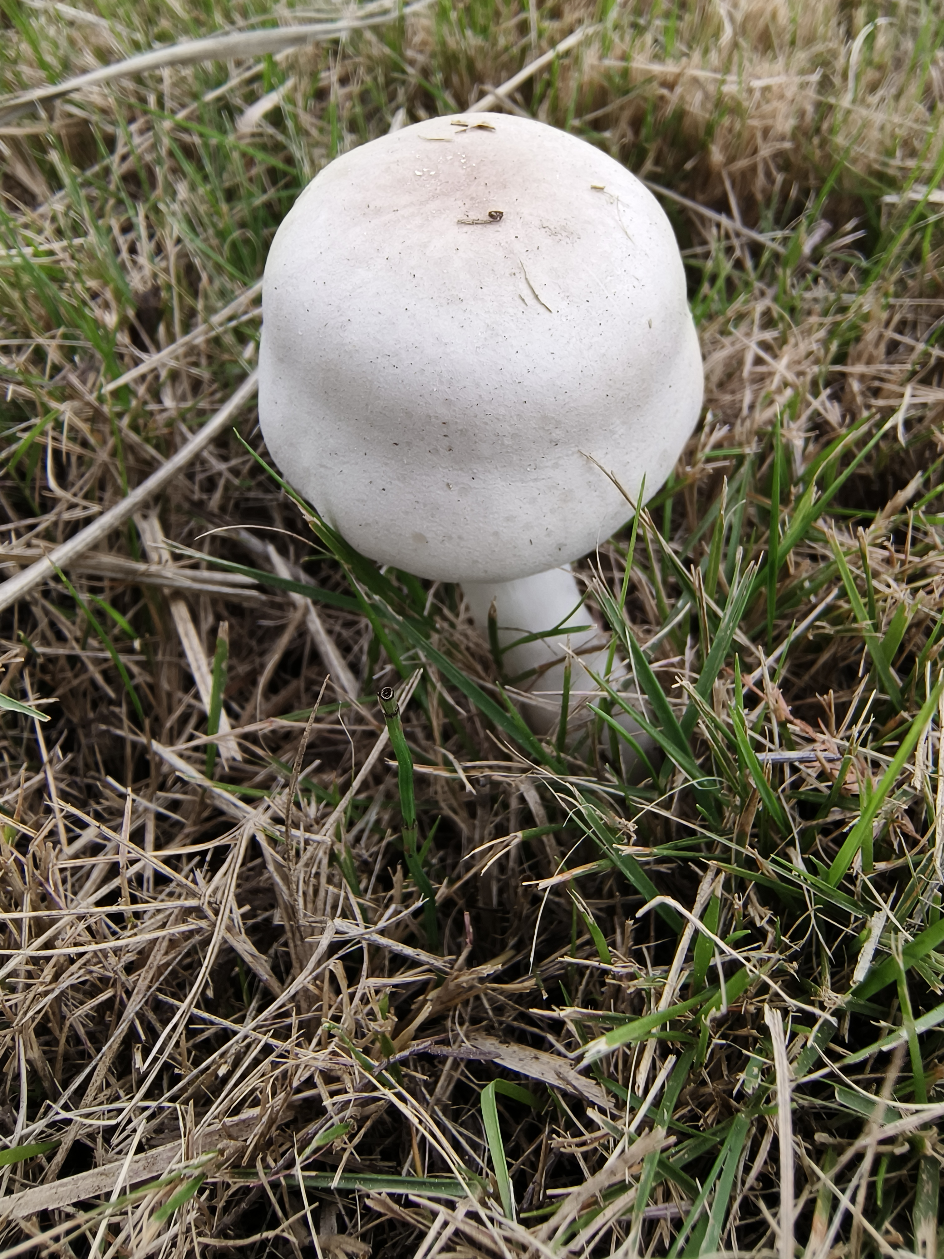 粉褶白环蘑