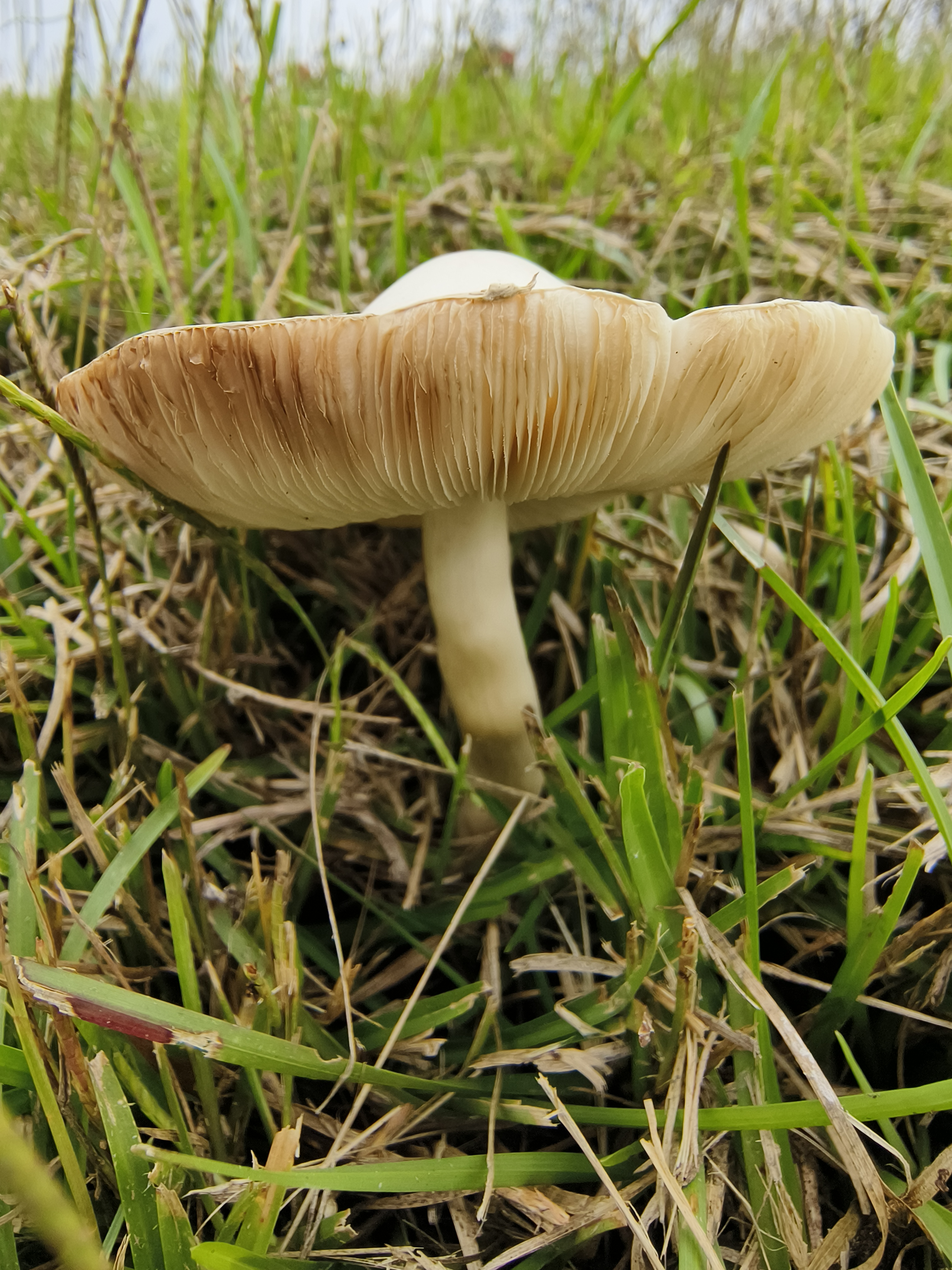 粉褶白环蘑