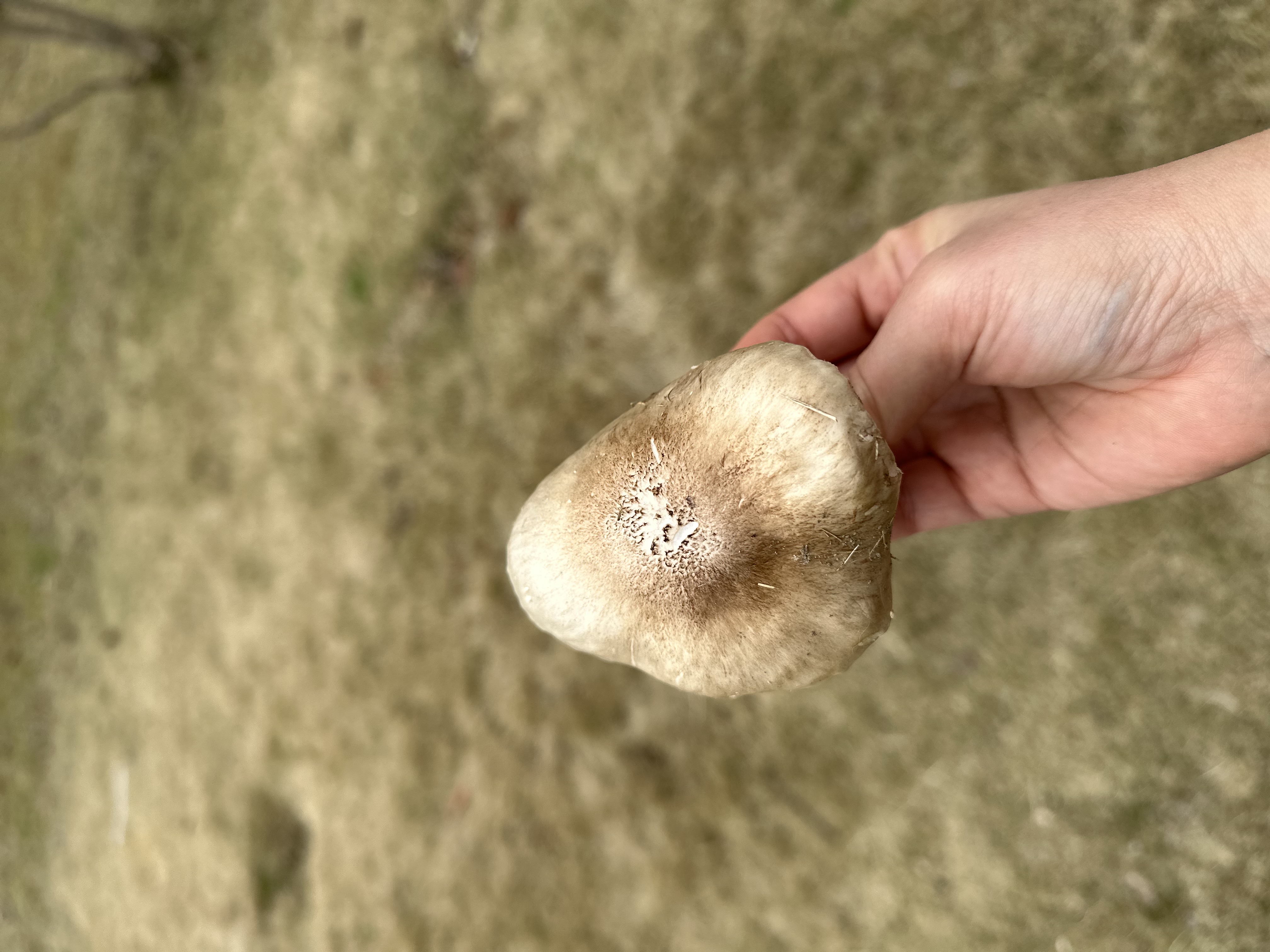 帽盖光柄菇