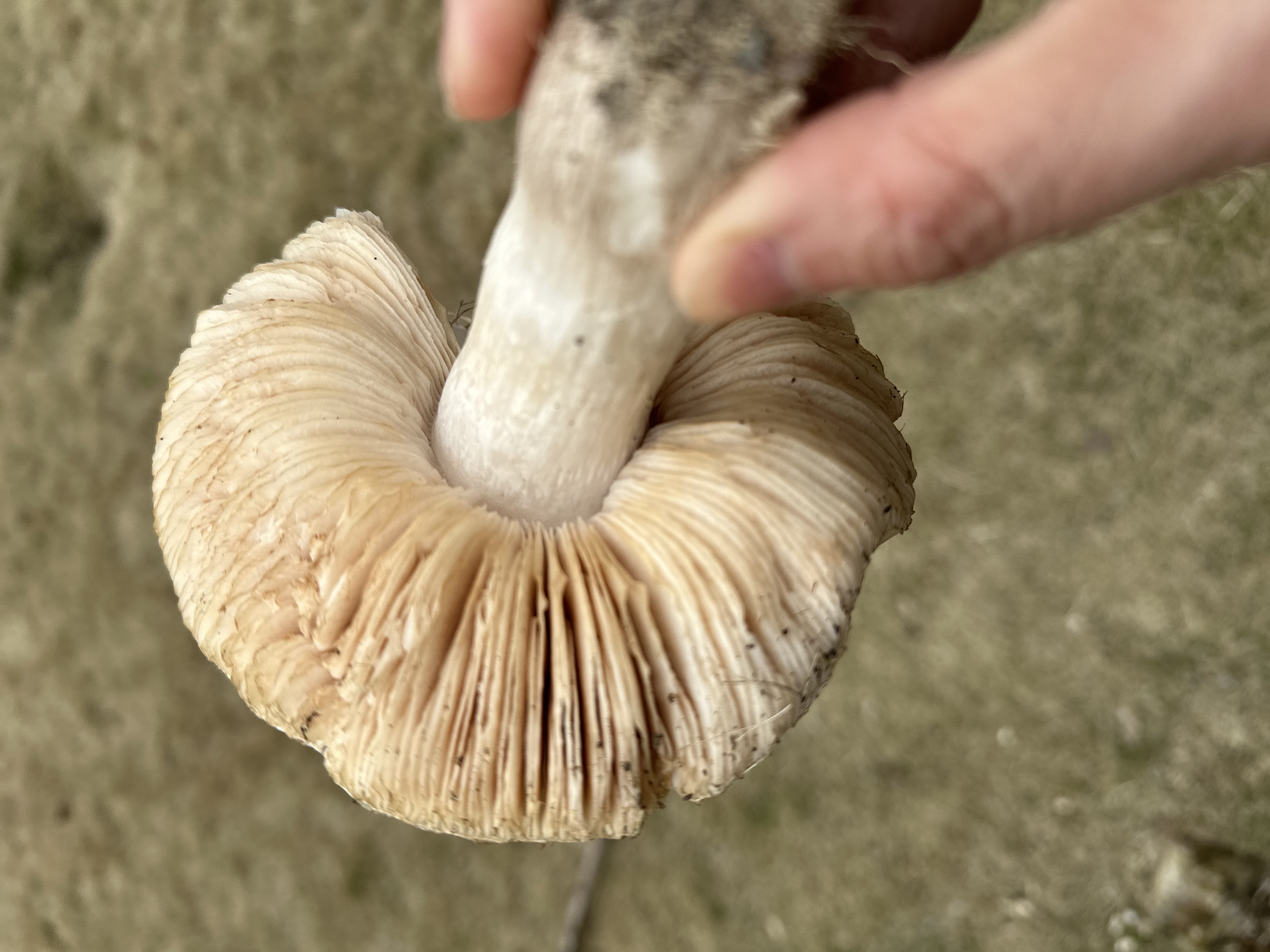 帽盖光柄菇