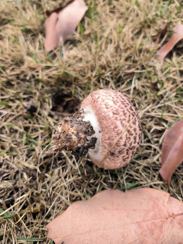 铜褐蘑菇