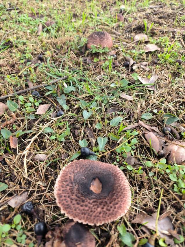 铜褐蘑菇