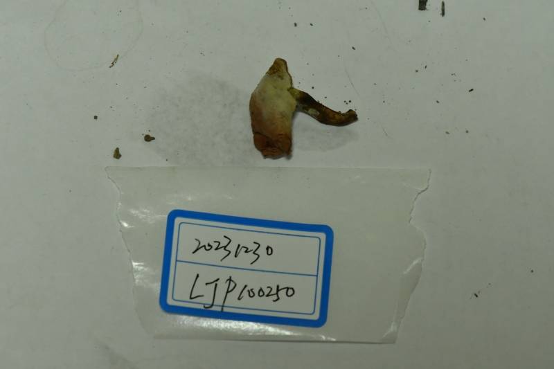 金孢菌寄生
