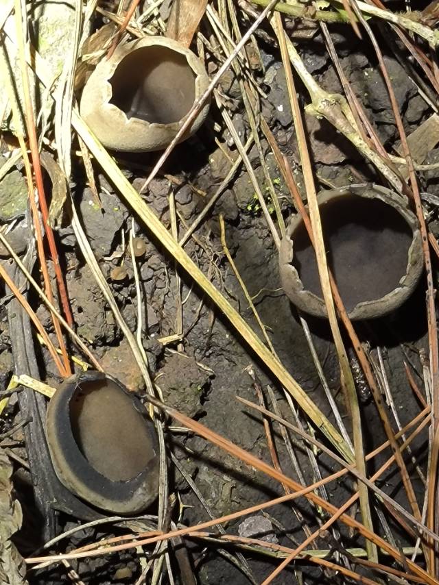 马鞍菌