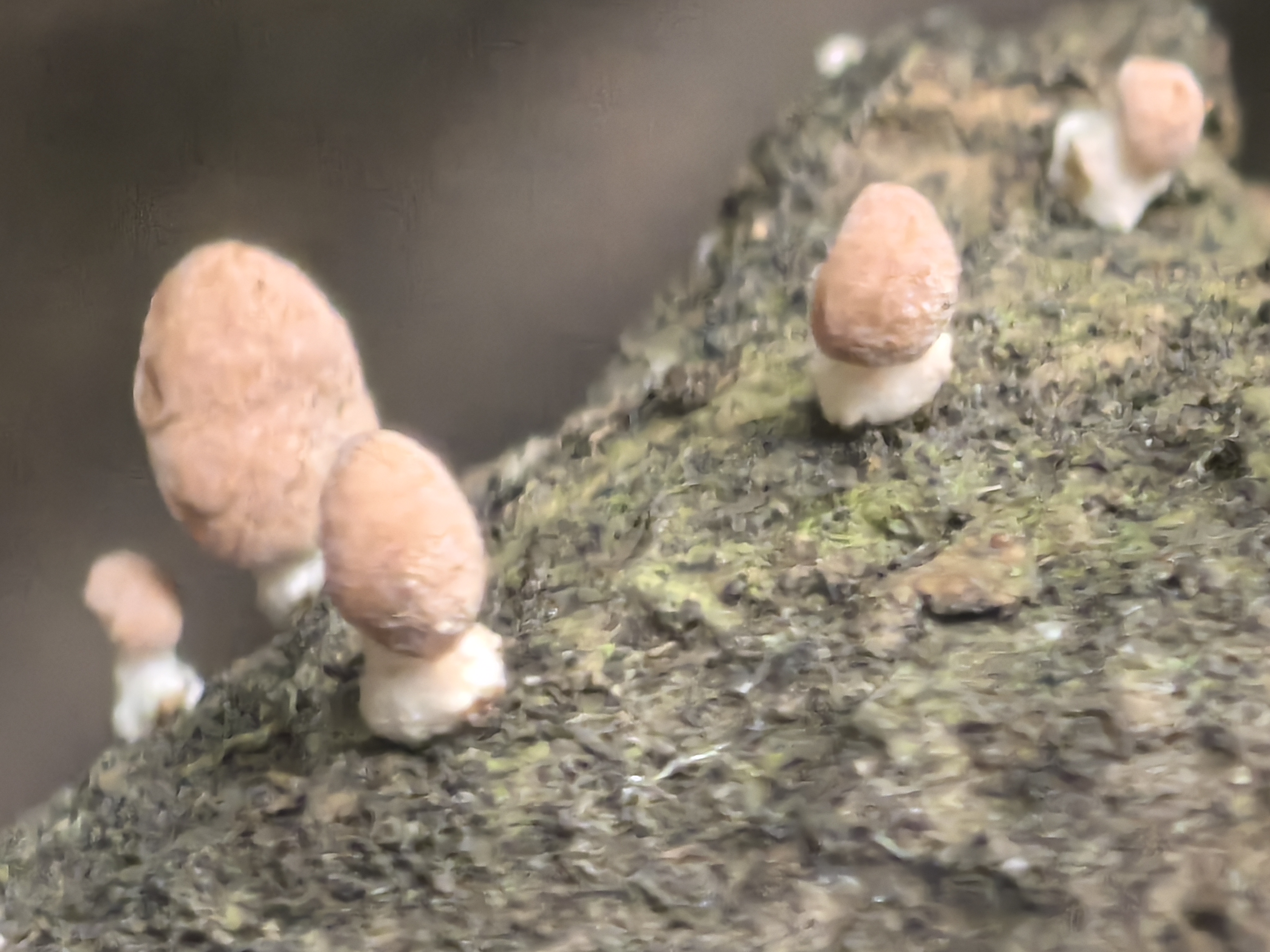 微菇一种