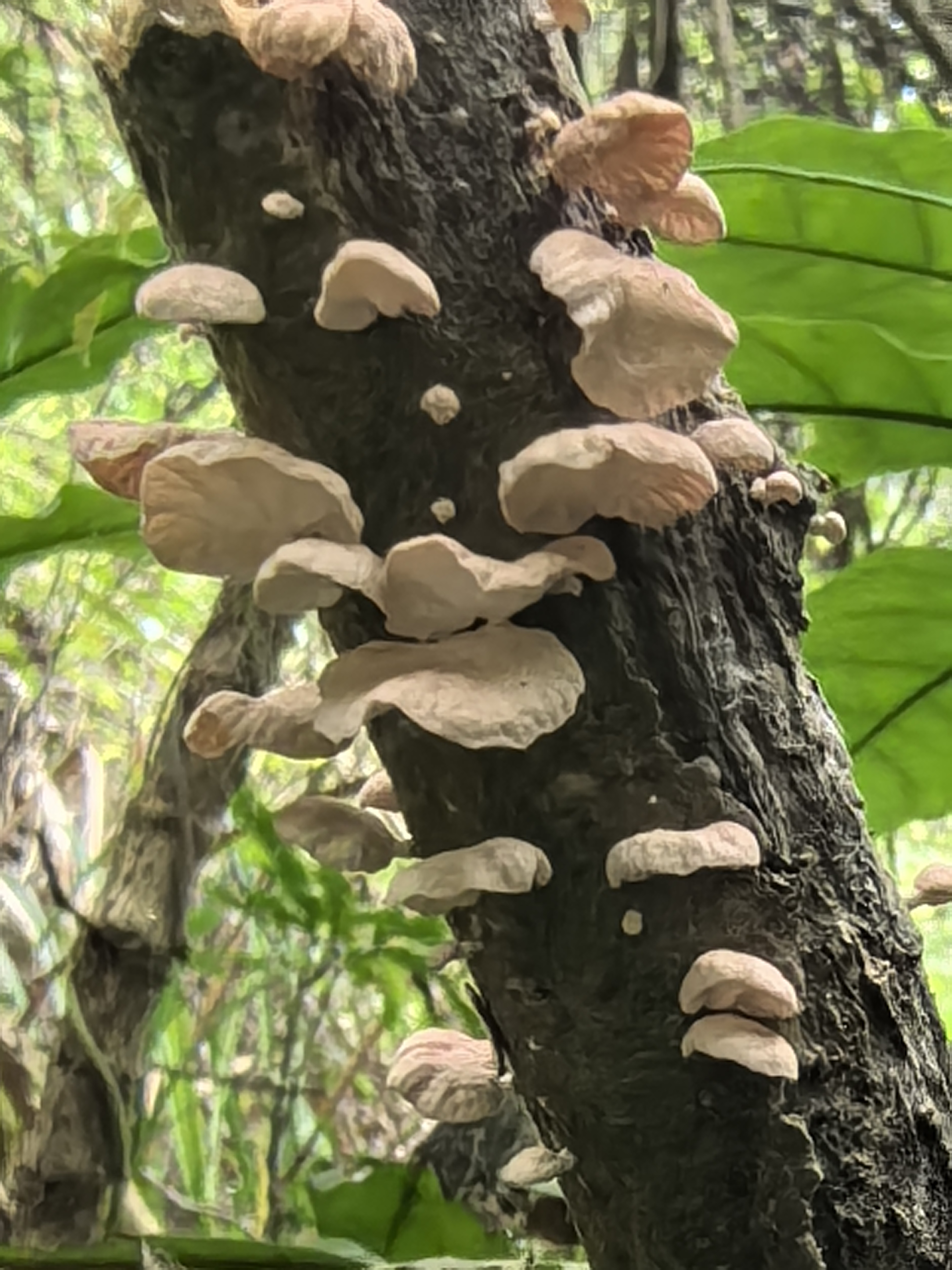 微菇一种