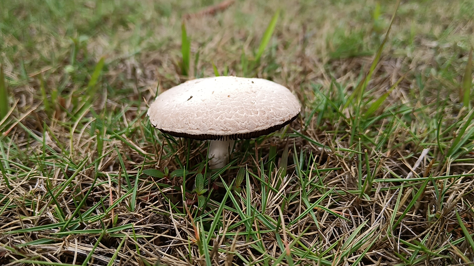 疑似新种