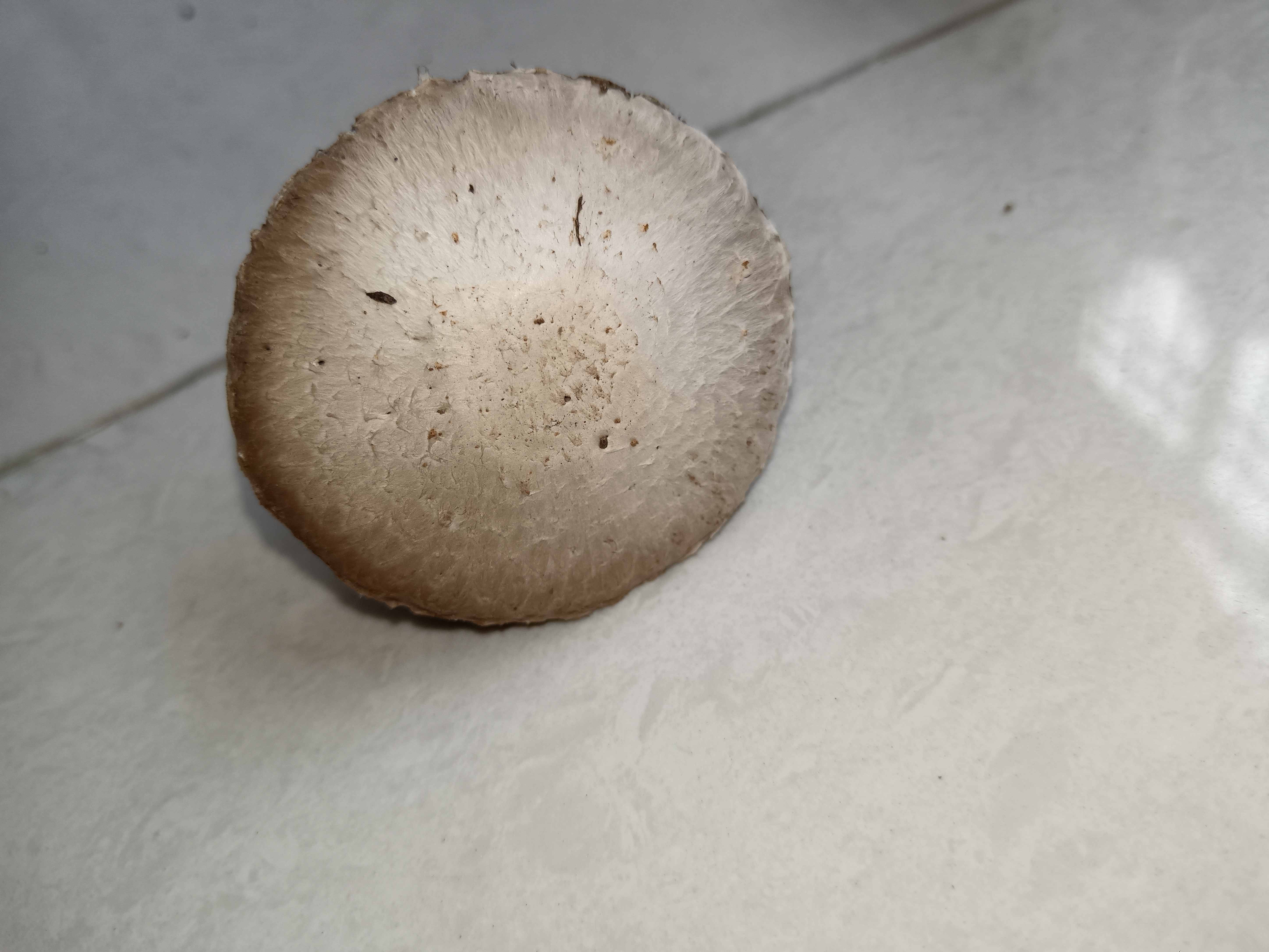 疑似新种