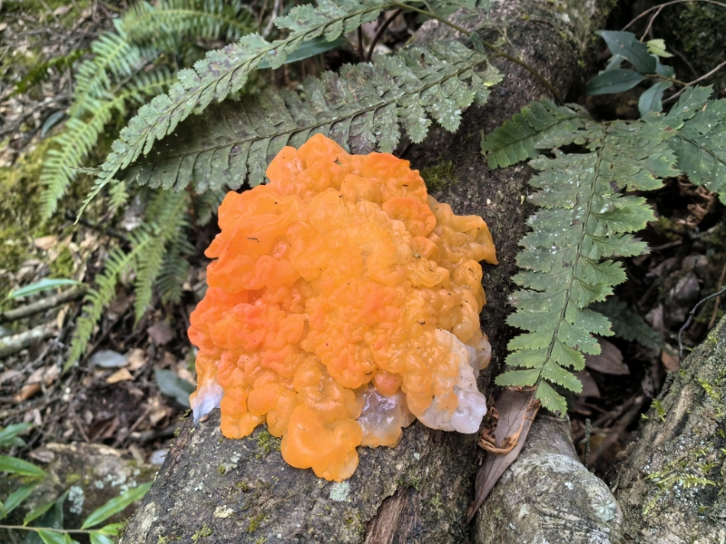 橙红银耳