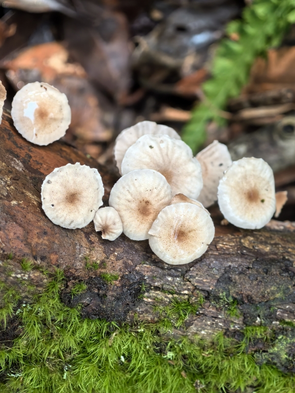 Mycetinis opacus