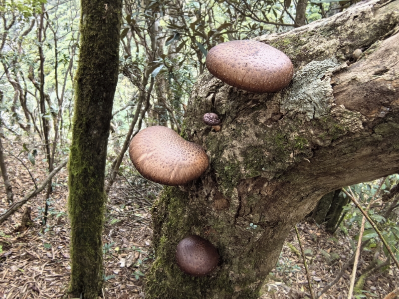 Lentinula edodes