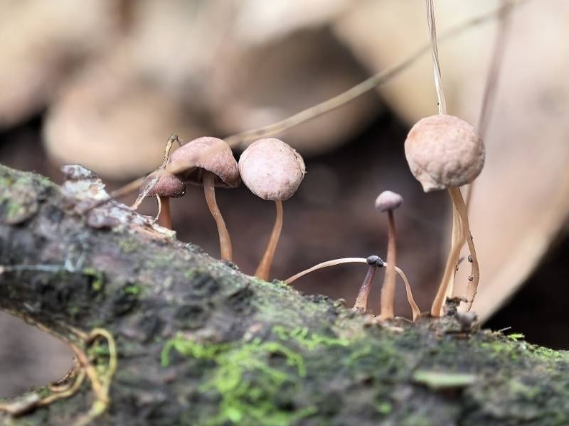 Gymnopus pallipes
