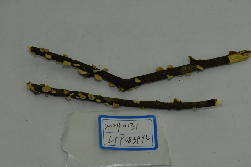 Mycetinis sp.