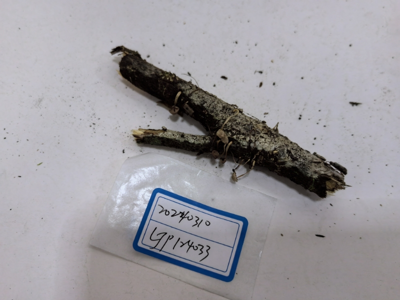 Gymnopus pallipes