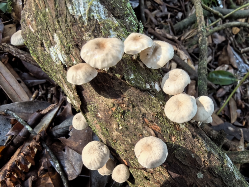 Mycetinis opacus