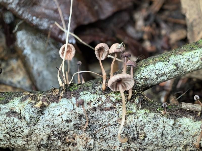 Gymnopus pallipes