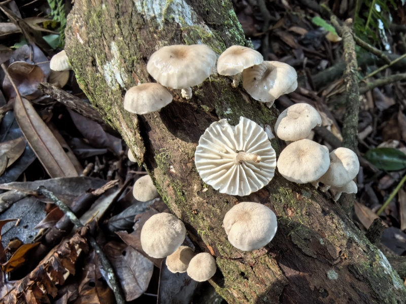 Mycetinis opacus