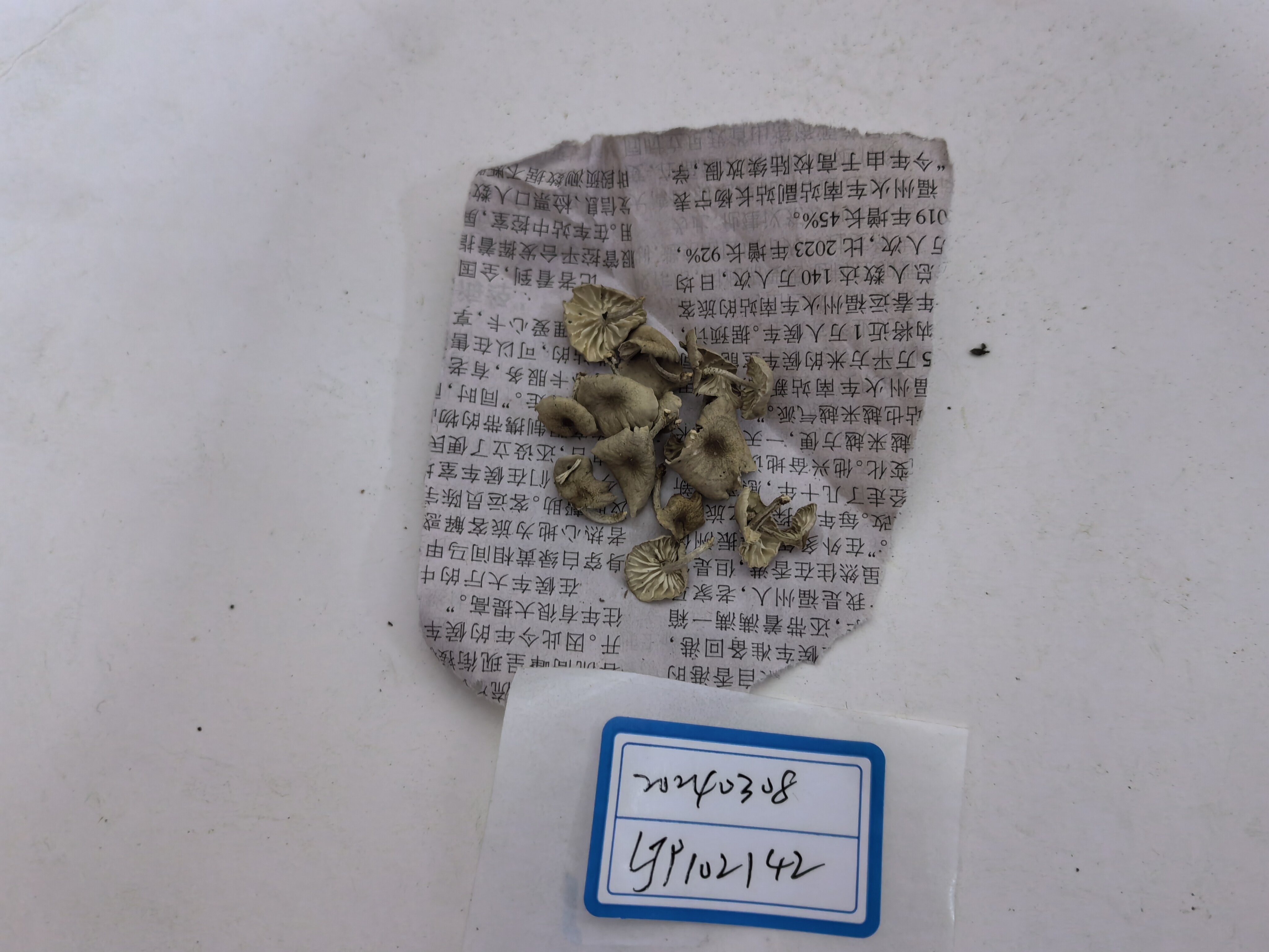 Mycetinis opacus