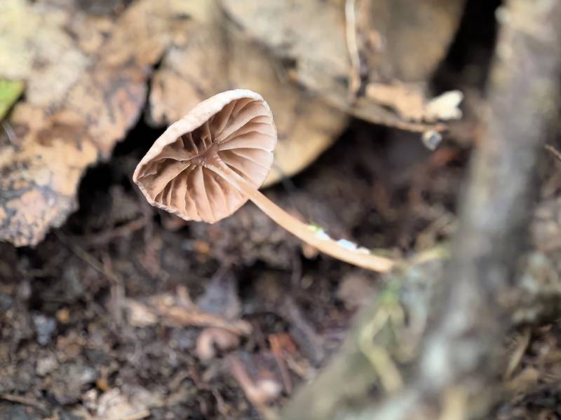 Gymnopus pallipes
