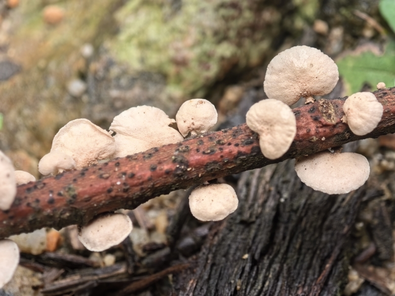 Mycetinis sp.