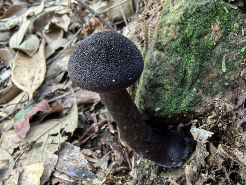 紫绒丝膜菌