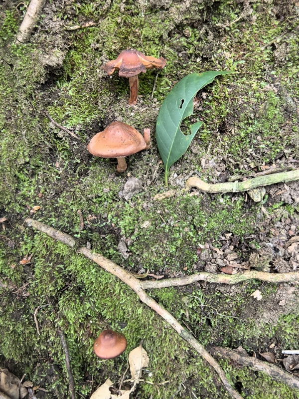 丝膜菌属