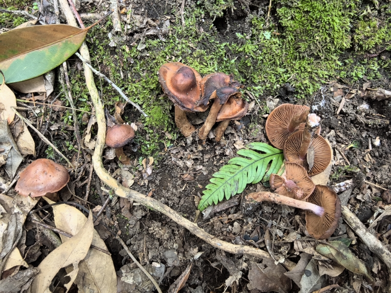 丝膜菌属