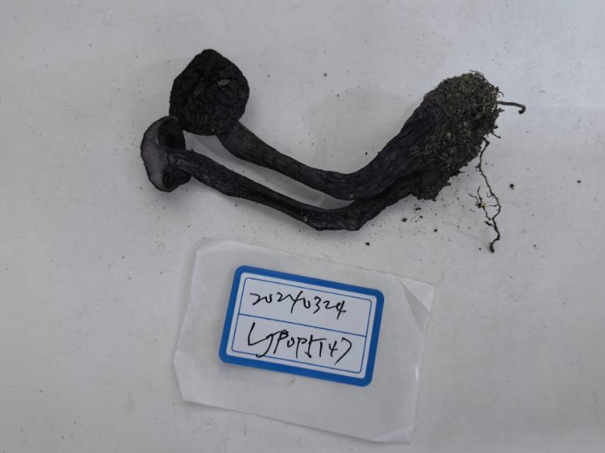 紫绒丝膜菌