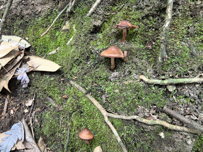 丝膜菌属
