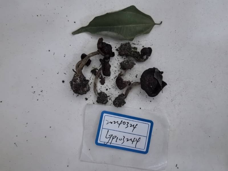 丝膜菌属