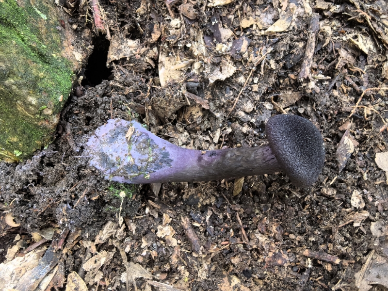 紫绒丝膜菌
