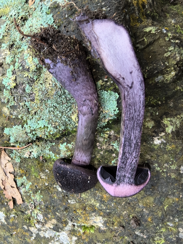 紫绒丝膜菌