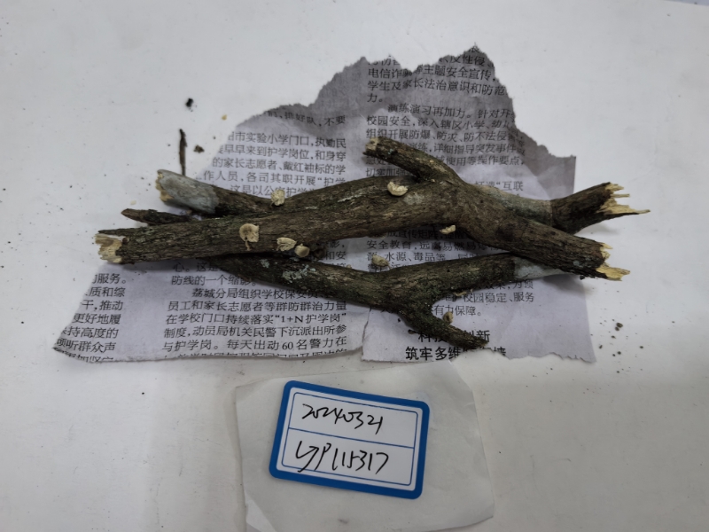Mycetinis opacus