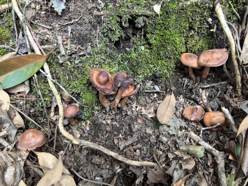 丝膜菌属