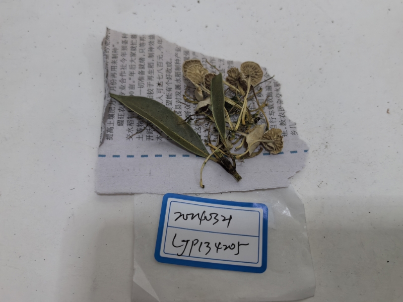 淡柄裸脚伞