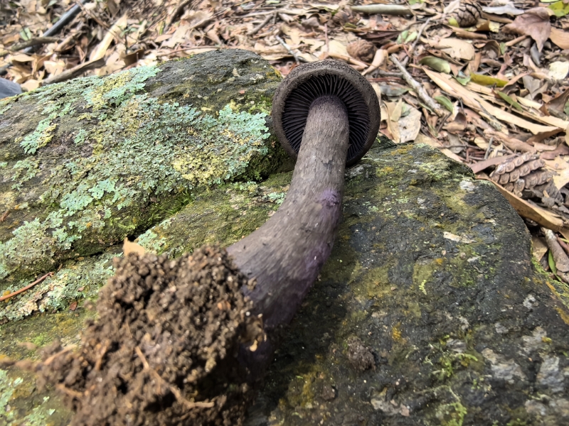 紫绒丝膜菌