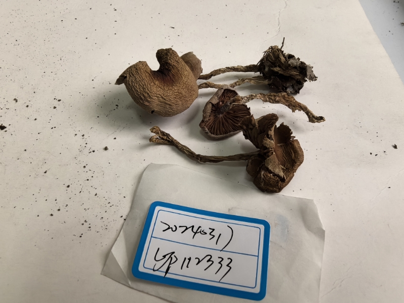 丝膜菌属