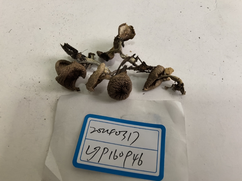 Gymnopus sp.