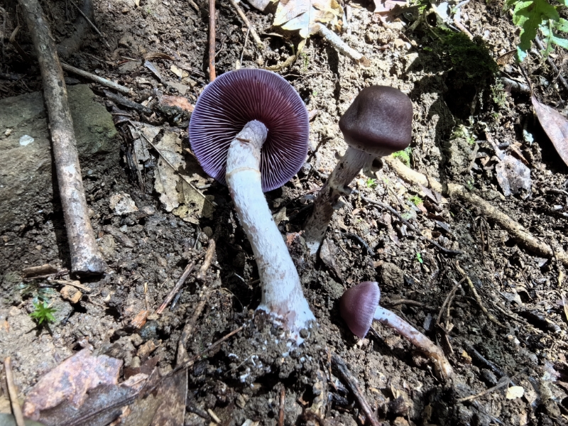丝膜菌属