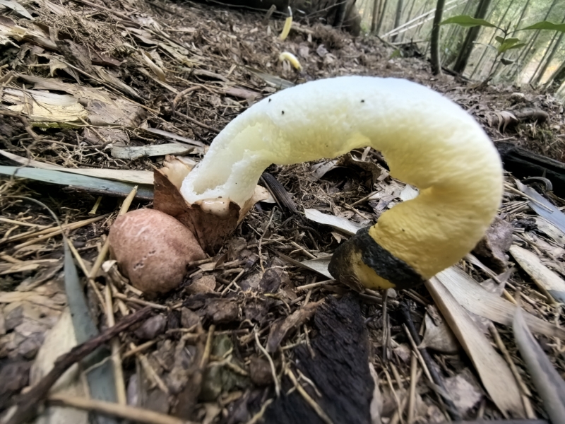小笠原岛蛇头菌